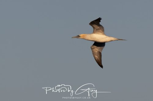 08 October 2026 - Kingscross, Isle of Arran, Scotland - Gannet