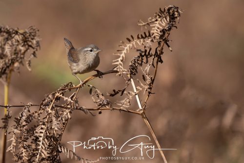 08 October 2026 - Glen Rosa, Isle of Arran, Scotland - Wren