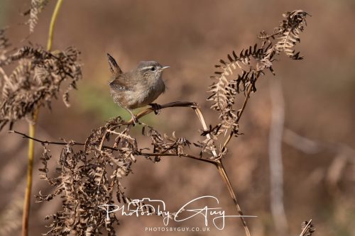 08 October 2026 - Glen Rosa, Isle of Arran, Scotland - Wren