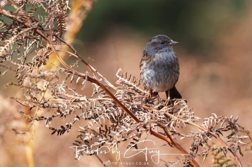 08 October 2026 - Glen Rosa, Isle of Arran, Scotland - Dunnock