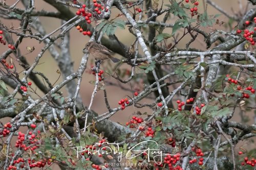 08 October 2026 - Glen Rosa, Isle of Arran, Scotland - Stonechat