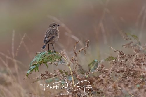 08 October 2026 - Glen Rosa, Isle of Arran, Scotland - Stonechat