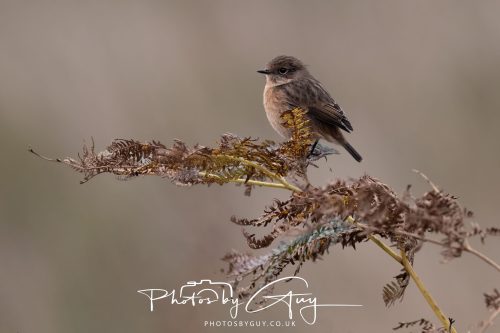 08 October 2026 - Glen Rosa, Isle of Arran, Scotland - Stonechat