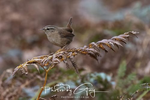 08 October 2026 - Glen Rosa, Isle of Arran, Scotland - Wren