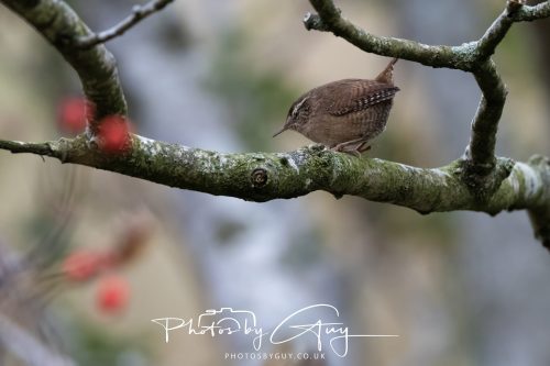08 October 2026 - Glen Rosa, Isle of Arran, Scotland - Wren