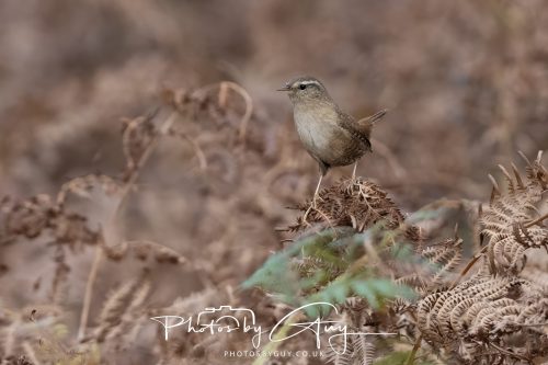 08 October 2026 - Glen Rosa, Isle of Arran, Scotland - Wren