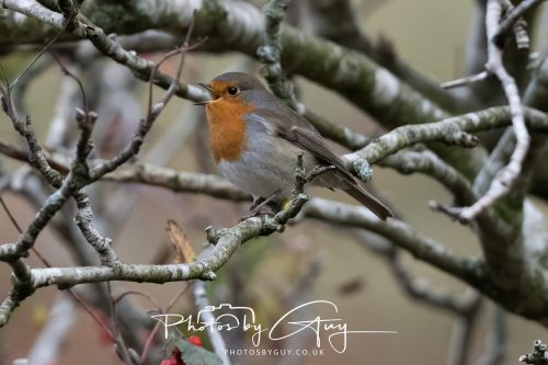 08 October 2026 - Glen Rosa, Isle of Arran, Scotland - Robin