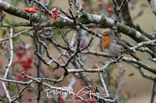 08 October 2026 - Glen Rosa, Isle of Arran, Scotland - Robin