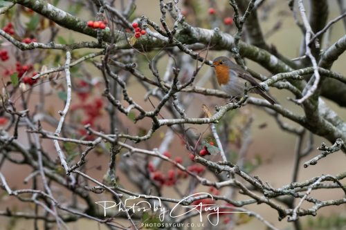 08 October 2026 - Glen Rosa, Isle of Arran, Scotland - Robin