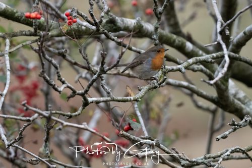 08 October 2026 - Glen Rosa, Isle of Arran, Scotland - Robin