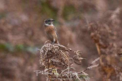 08 October 2026 - Glen Rosa, Isle of Arran, Scotland - Stonechat