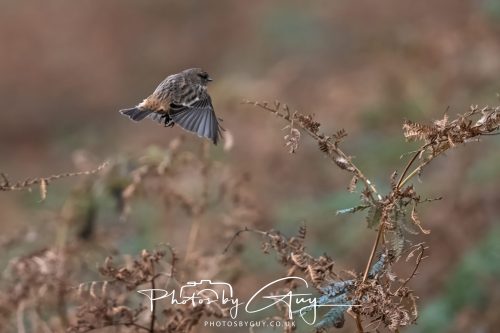 08 October 2026 - Glen Rosa, Isle of Arran, Scotland - Wren