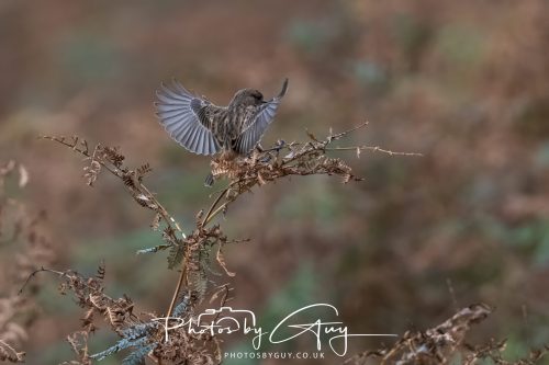 08 October 2026 - Glen Rosa, Isle of Arran, Scotland - Wren