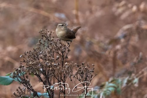 08 October 2026 - Glen Rosa, Isle of Arran, Scotland - Wren