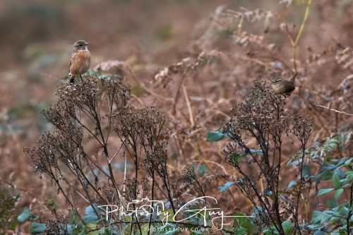 08 October 2026 - Glen Rosa, Isle of Arran, Scotland - Reed Bunting