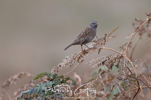 08 October 2026 - Glen Rosa, Isle of Arran, Scotland - Dunnock