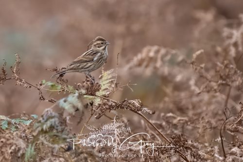 08 October 2026 - Glen Rosa, Isle of Arran, Scotland - Reed Bunting