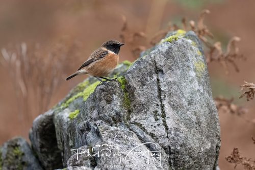 08 October 2026 - Glen Rosa, Isle of Arran, Scotland - Stonechat