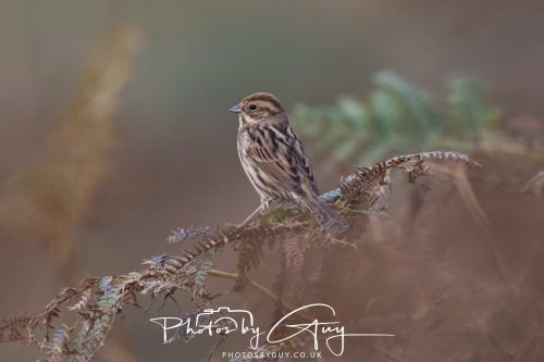 08 October 2026 - Glen Rosa, Isle of Arran, Scotland - Reed Bunting