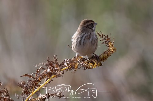 08 October 2026 - Glen Rosa, Isle of Arran, Scotland - Reed Bunting