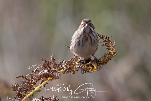 08 October 2026 - Glen Rosa, Isle of Arran, Scotland - Reed Bunting