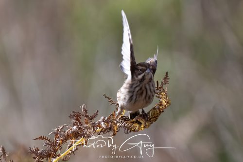08 October 2026 - Glen Rosa, Isle of Arran, Scotland - Reed Bunting