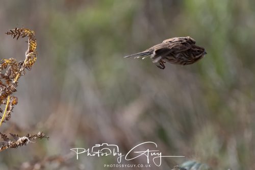 08 October 2026 - Glen Rosa, Isle of Arran, Scotland - Reed Bunting