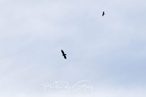 08 October 2026 - Glen Rosa, Isle of Arran, Scotland - Golden Eagle