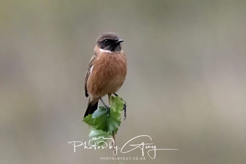 08 October 2026 - Glen Rosa, Isle of Arran, Scotland - Stonechat