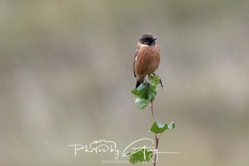 08 October 2026 - Glen Rosa, Isle of Arran, Scotland - Stonechat