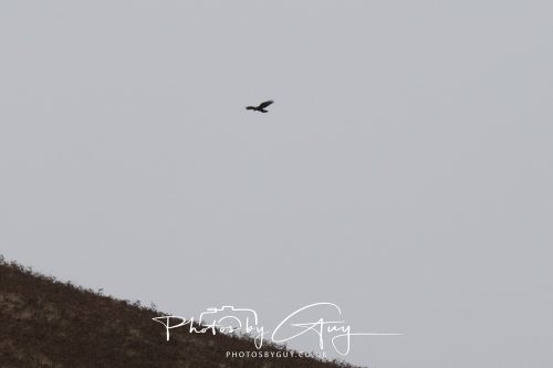 08 October 2026 - Glen Rosa, Isle of Arran, Scotland - Golden Eagle 