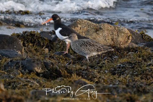 09 October 2026 Kingscross, Isle of Arran,Scotand - Oyster Catcher & Whimbrel