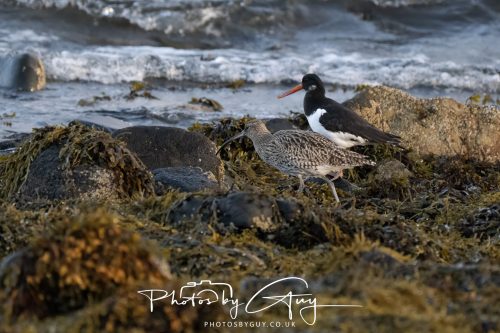 09 October 2026 Kingscross, Isle of Arran,Scotand - Whimbrel and Oyster Catcher