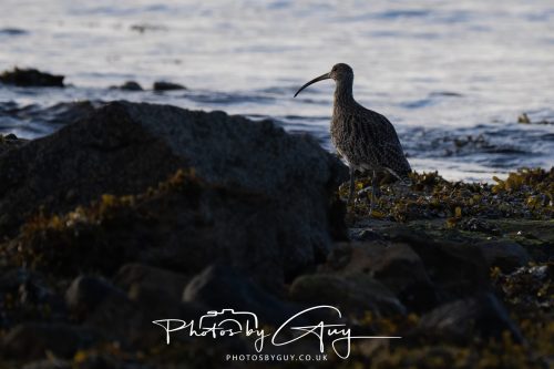 09 October 2026 Kingscross, Isle of Arran,Scotand - Curlew