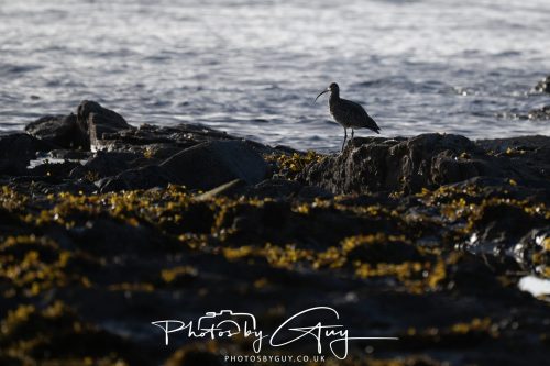09 October 2026 Kingscross, Isle of Arran,Scotand - Curlew