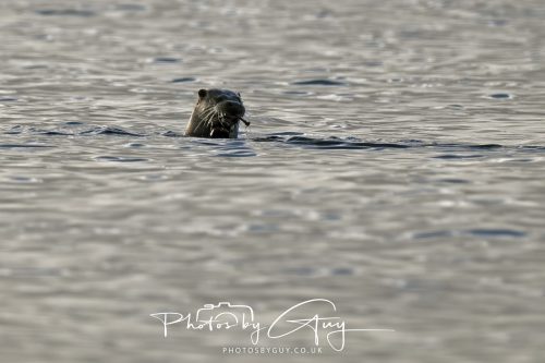09 October 2026 Kingscross, Isle of Arran,Scotand - Otter
