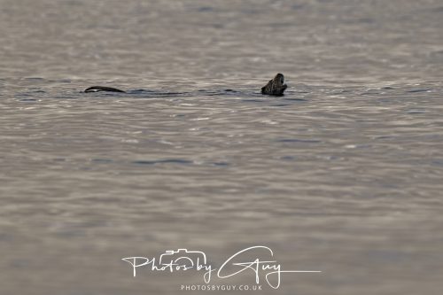 09 October 2026 Kingscross, Isle of Arran,Scotand - Otter