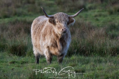 09 October 2026 Kingscross, Isle of Arran,Scotand - Highland Coo