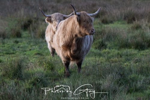 09 October 2026 Kingscross, Isle of Arran,Scotand - Highland Coo