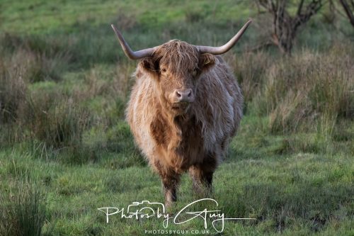 09 October 2026 Kingscross, Isle of Arran,Scotand - Coo