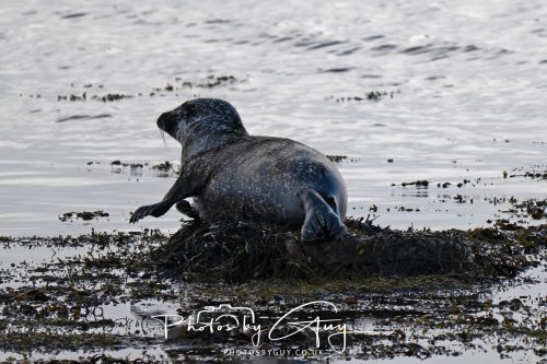 09 October 2026 Kingscross, Isle of Arran,Scotand - Seal