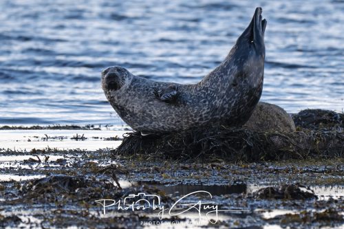 09 October 2026 Kingscross, Isle of Arran,Scotand - Seal