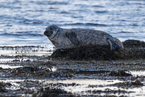 09 October 2026 Lamlash, Isle of Arran,Scotand - Seal