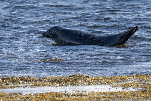 09 October 2026 Lamlash, Isle of Arran,Scotand - Seal
