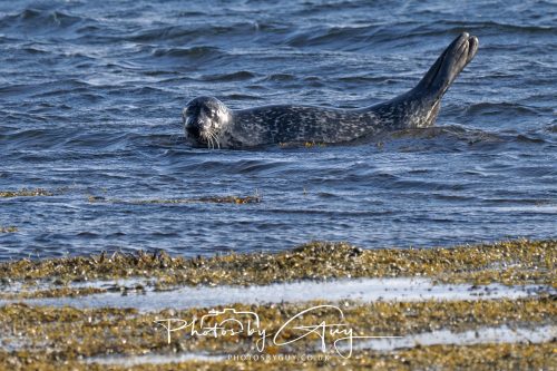 09 October 2026 Lamlash, Isle of Arran,Scotand - Seal