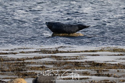 09 October 2026 Lamlash, Isle of Arran,Scotand - Seal