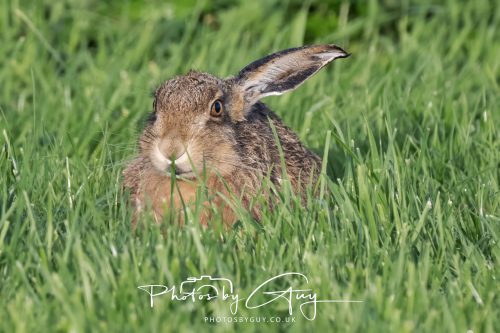 09 October 2026 Kingscross, Isle of Arran,Scotand - Hare