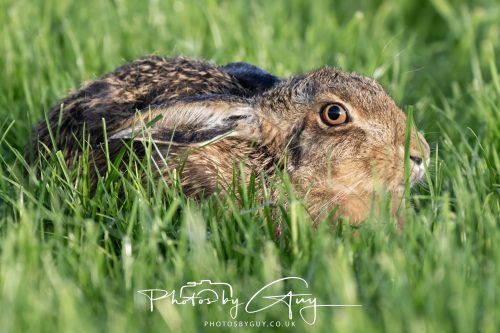 09 October 2026 Kingscross, Isle of Arran,Scotand - Hare