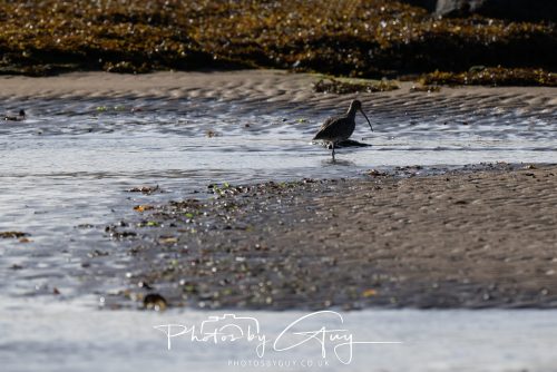 10 October 2026 Close to Kingscross, Arran, Scotland - Curlew