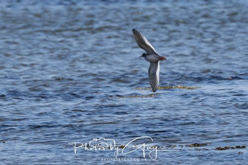 10 October 2026 Close to Kingscross, Arran, Scotland - Redshank